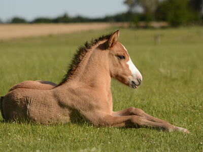 Ein Pferd liegt auf einer Wiese.