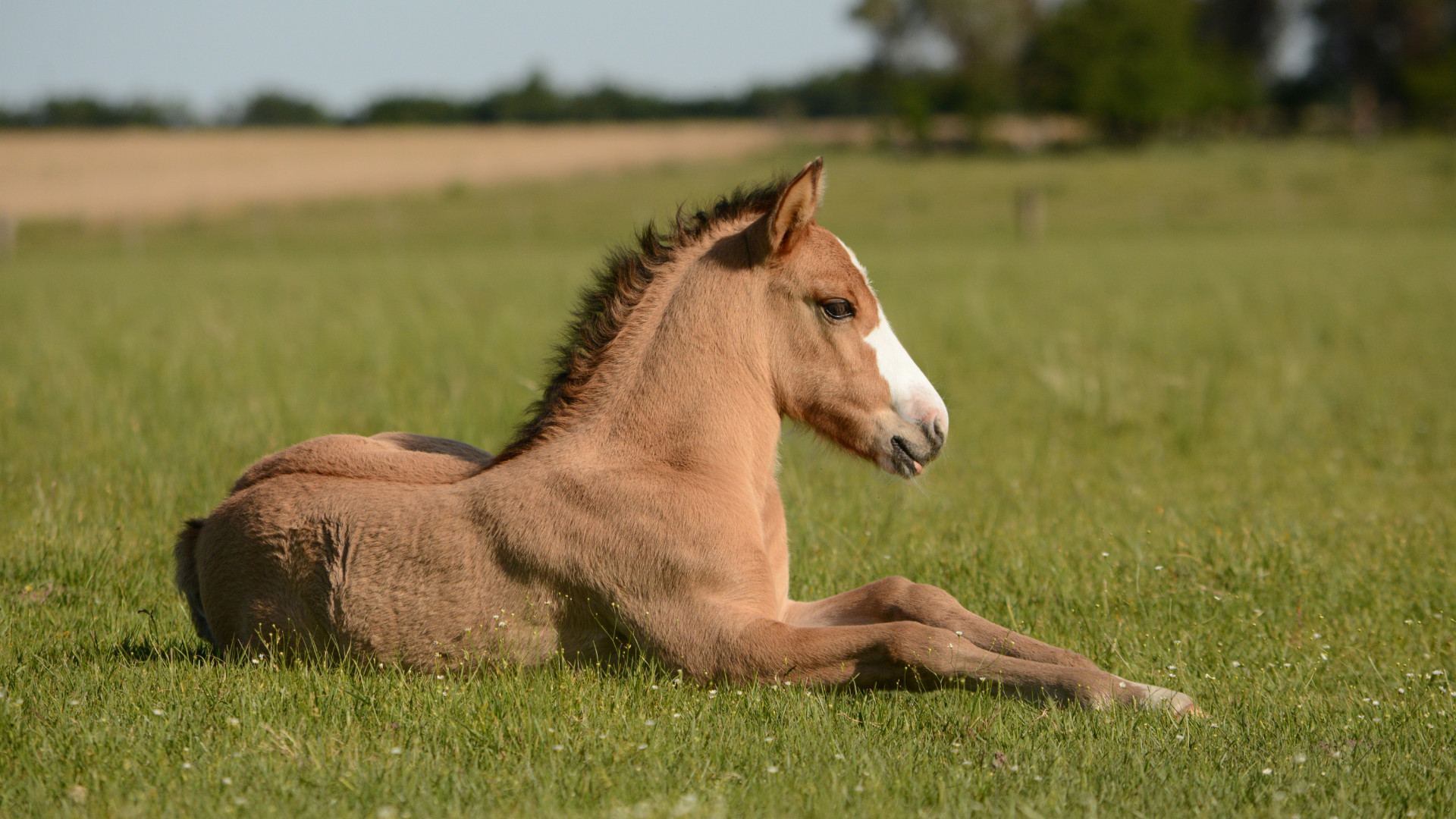 Ein Pferde liegt auf einer Wiese.